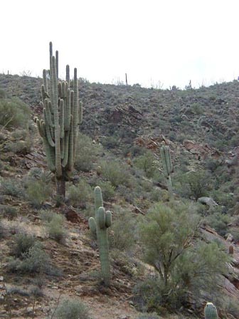 Gaint Saguaro