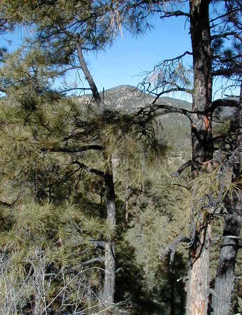 Gila Wilderness