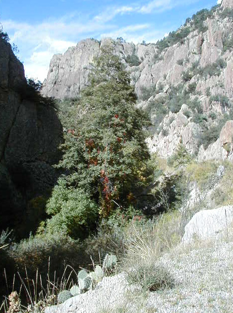 Gila Wilderness