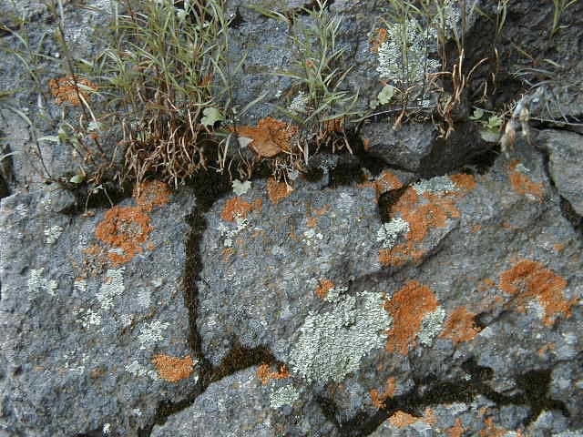 Lichens