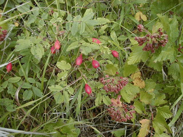 Wildflowers